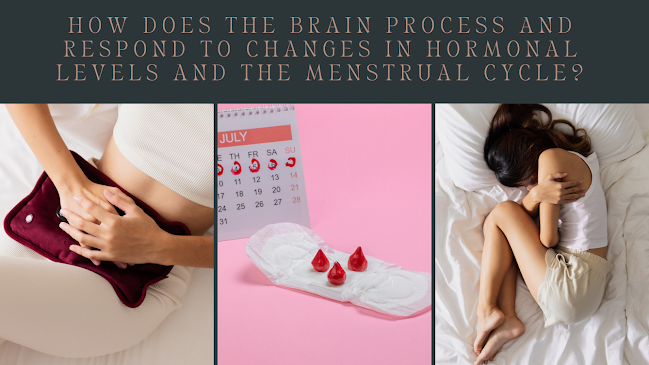 Hormonal Changes During the Menstrual Cycle
